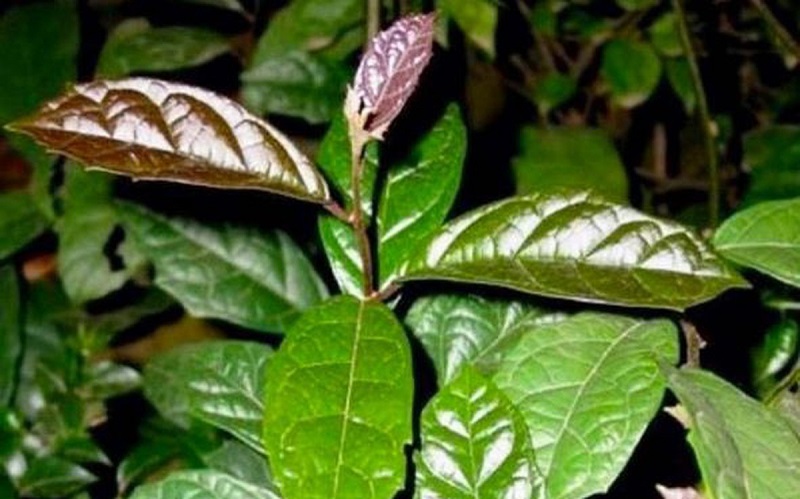 Lá cây xạ đen khi còn non có màu ánh tím