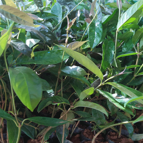 Cây Giống Ba Kích