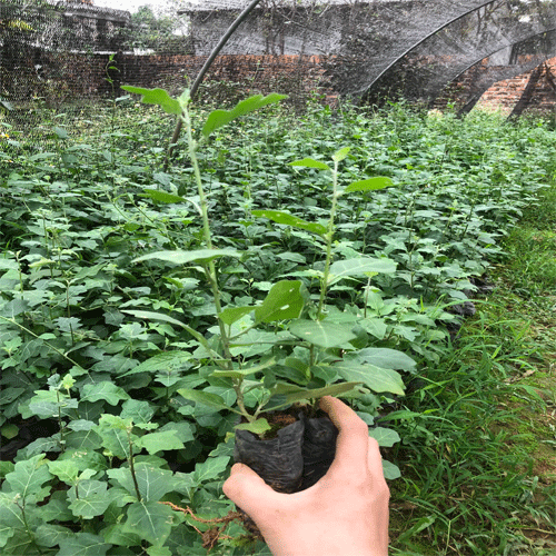 Cà gai leo Hoa tím