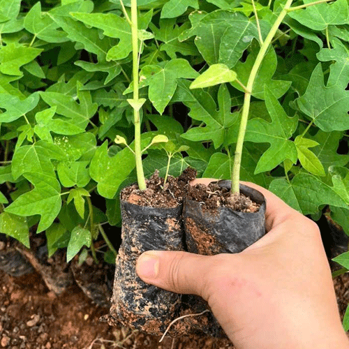 Cây giống Đu Đủ đực