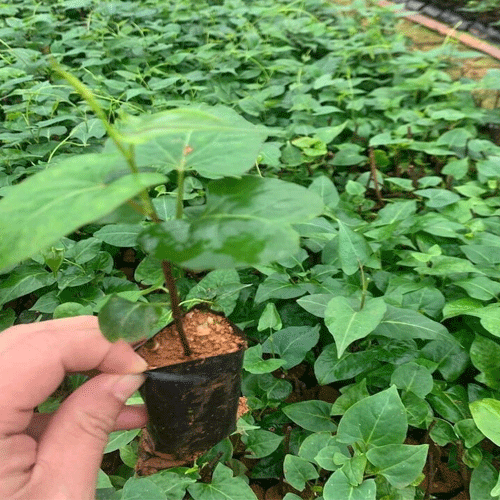 Cây Hà Thủ Ô đỏ